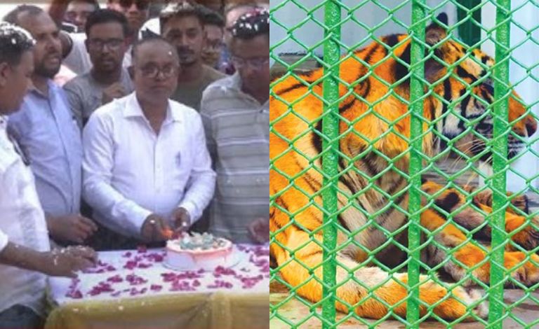 রোমিও-জুলিয়েট নামের বাঘ দম্পতি
