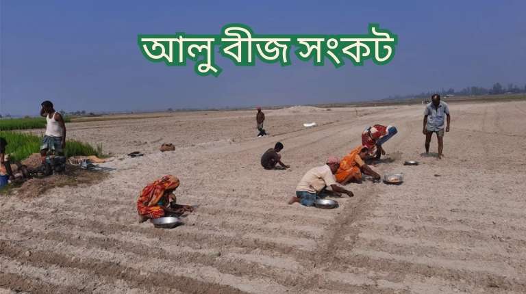 আলু বীজ